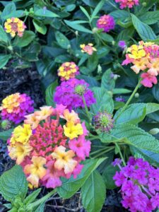 Olbrich gardens