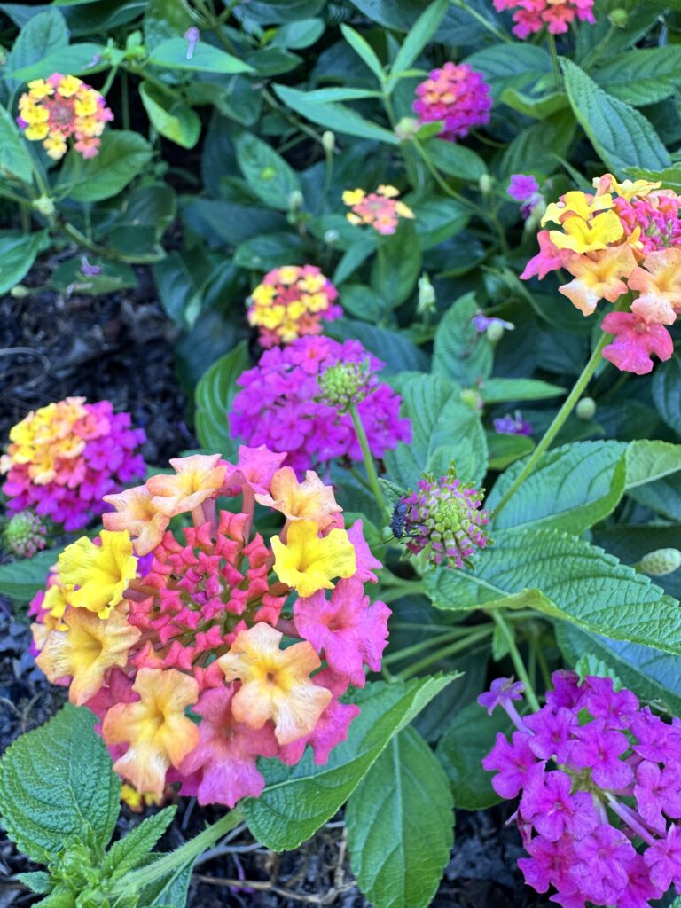 Olbrich gardens