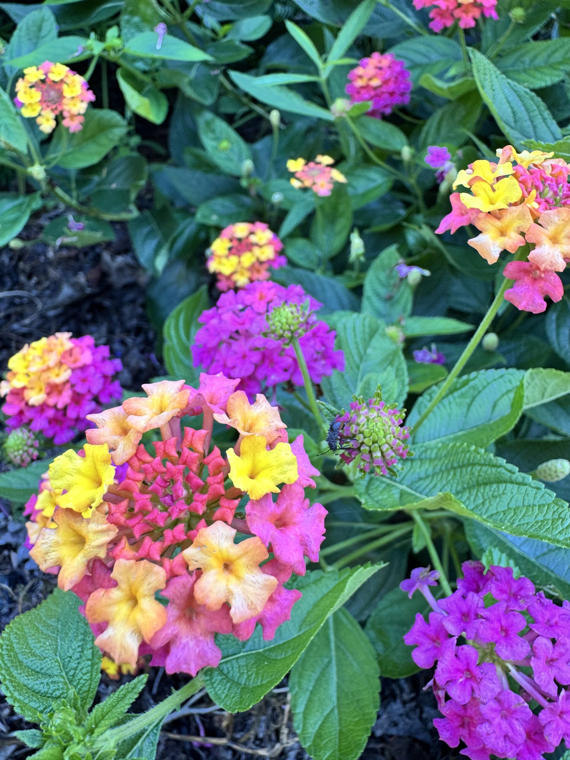 Olbrich gardens